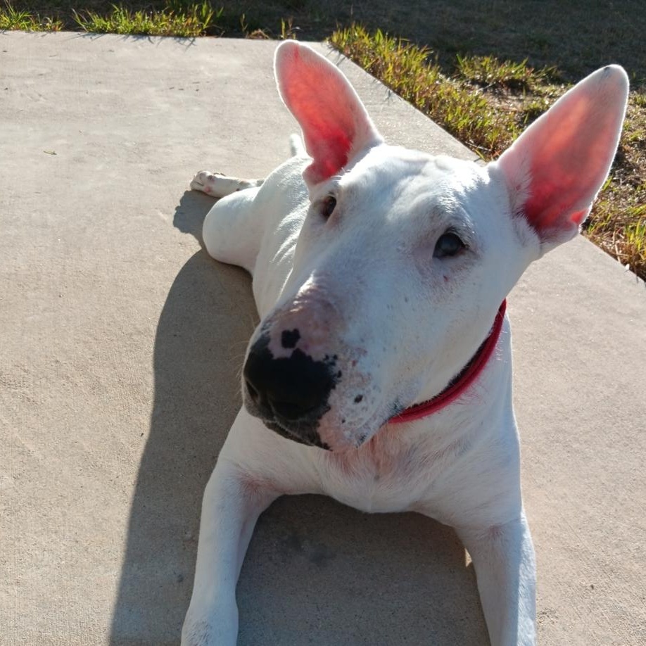 Enlarge Gina, a Adoptable mixed breed in Abingdon, MD image 1/6