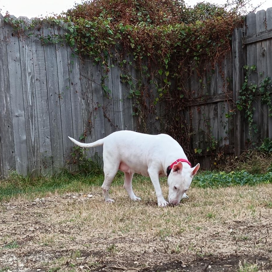 Enlarge Gina, a Adoptable mixed breed in Abingdon, MD image 2/6