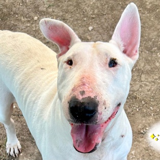 Enlarge Gina, a Adoptable mixed breed in Abingdon, MD image 5/6
