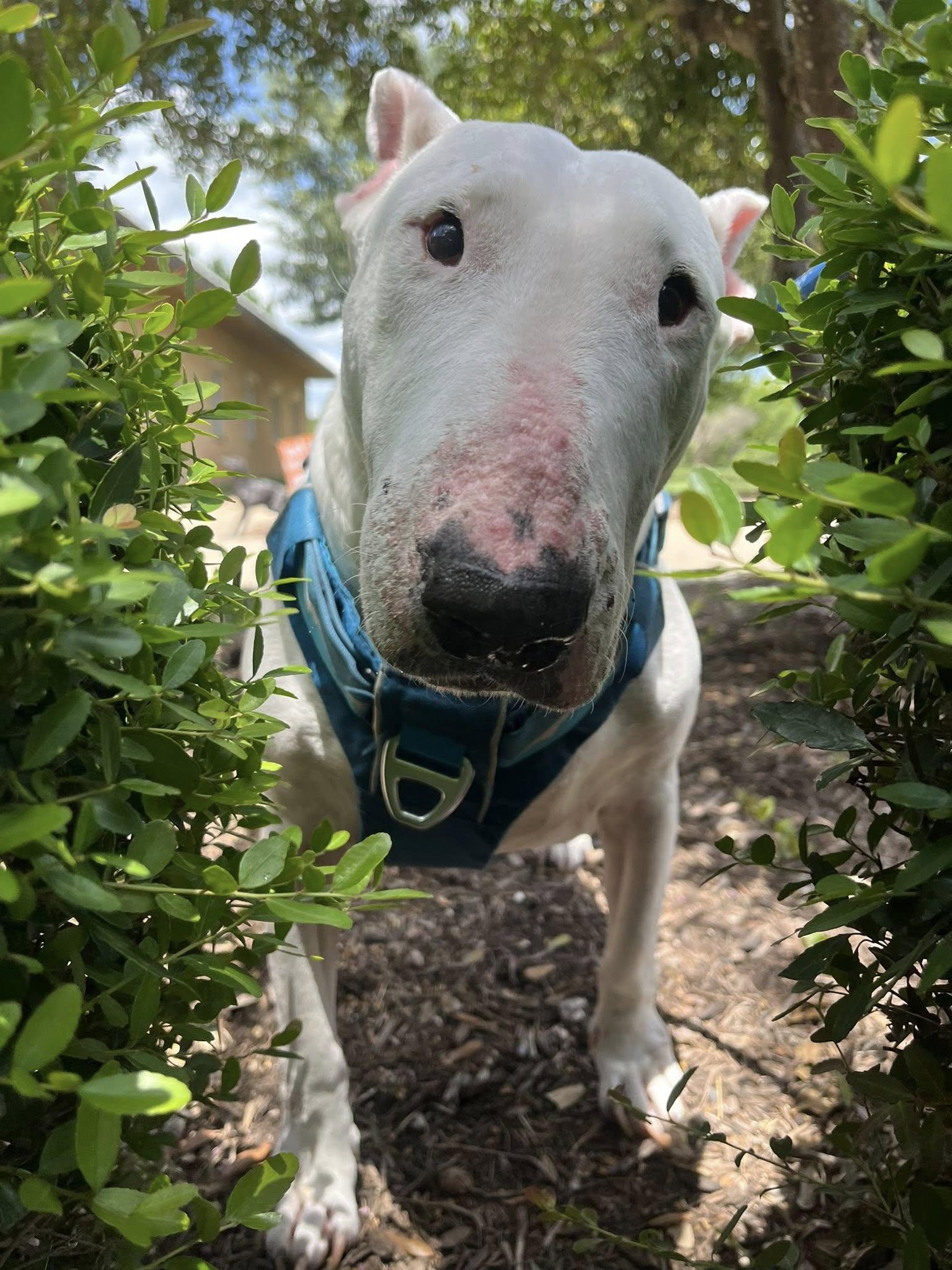 Enlarge Gina, a Adoptable mixed breed in Abingdon, MD image 6/6