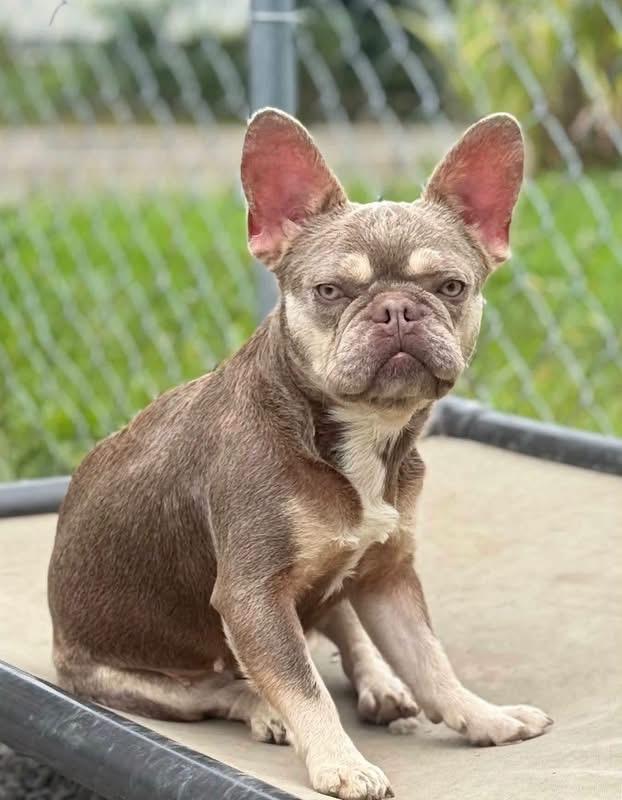 Enlarge Margarita, a Adoptable French Bulldog in New Stanton, PA image 1/1