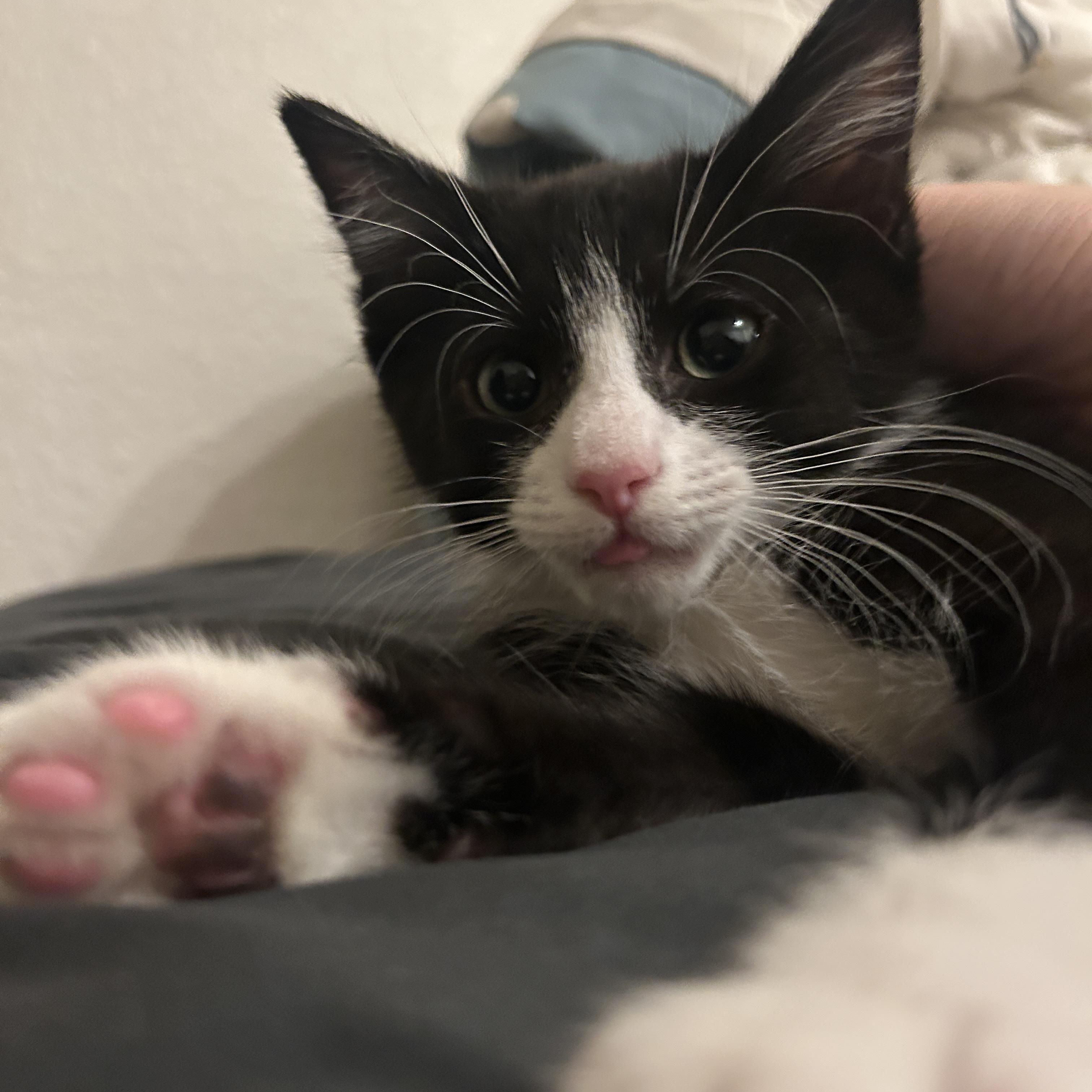 Turnip, a Adoptable Domestic Short Hair in Davis, CA image 3/6