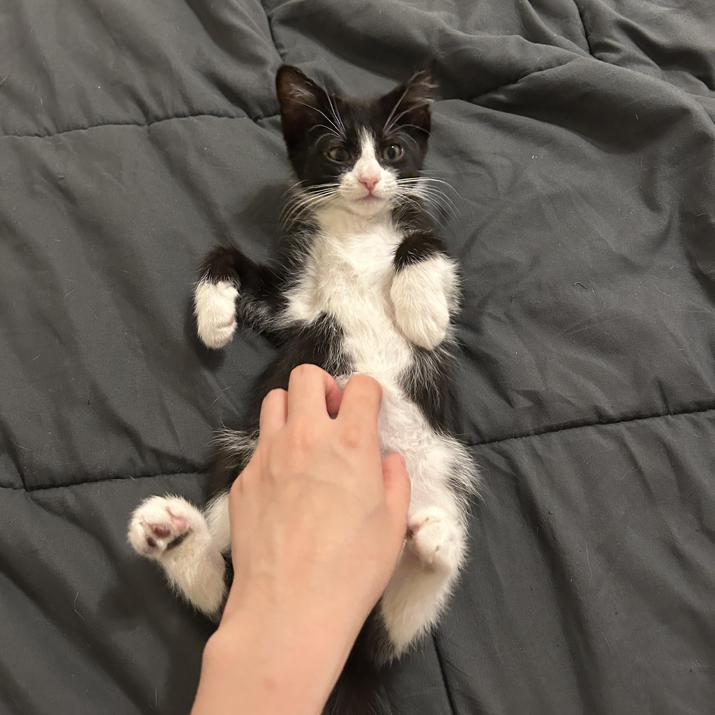 Turnip, Adoptable, Kitten Male Domestic Short Hair.