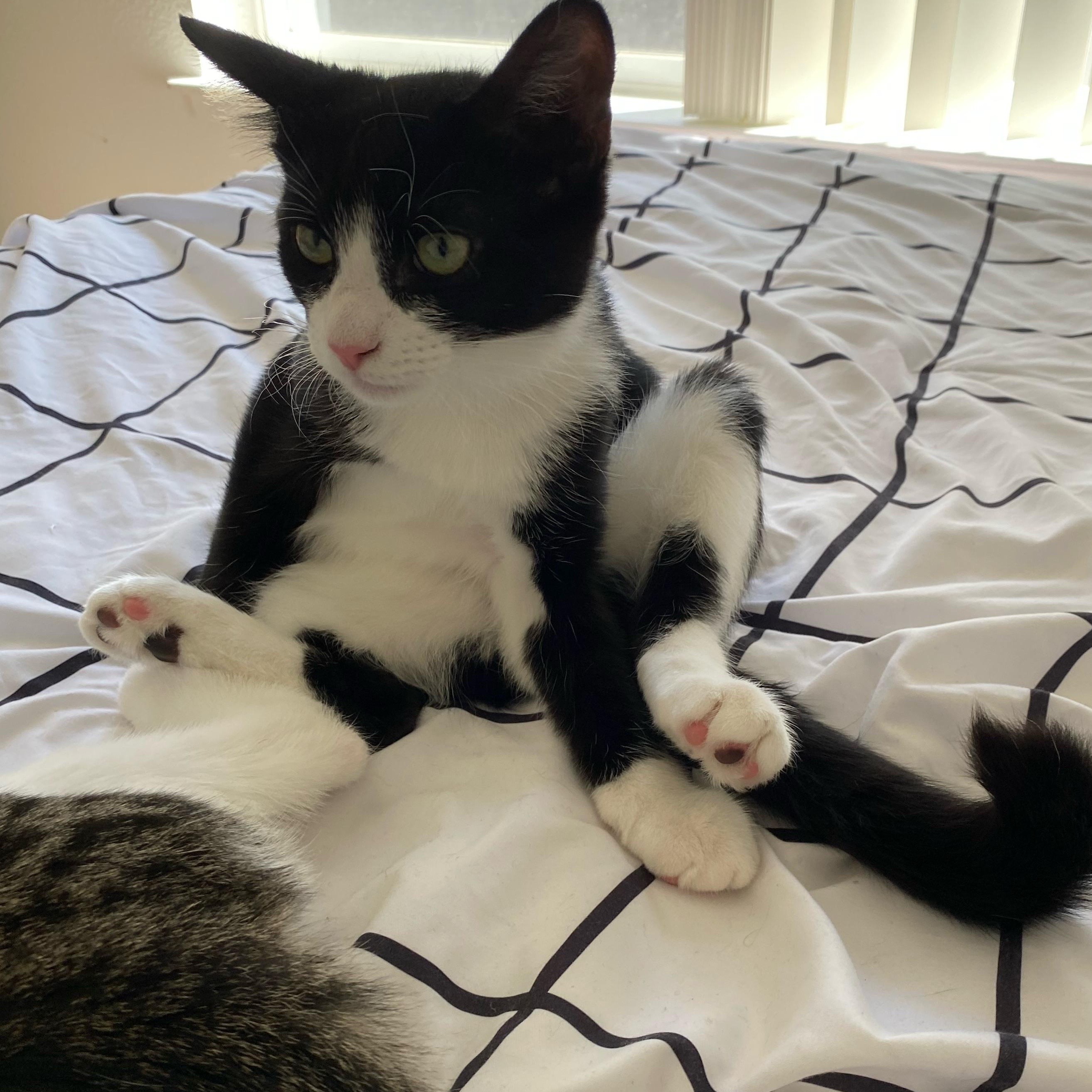 Turnip, a Adoptable Domestic Short Hair in Davis, CA image 5/6