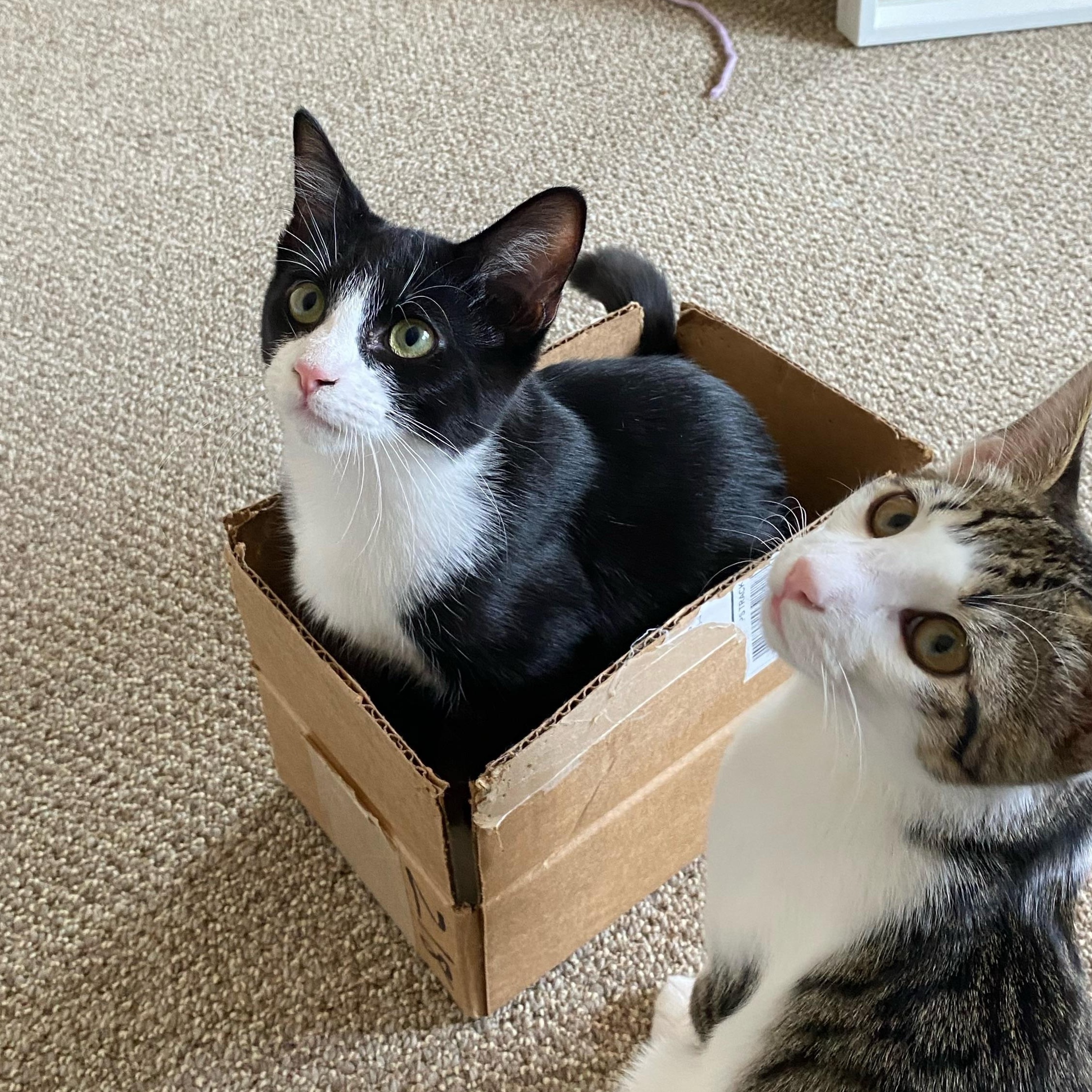 Turnip, Adoptable, Kitten Male Domestic Short Hair.