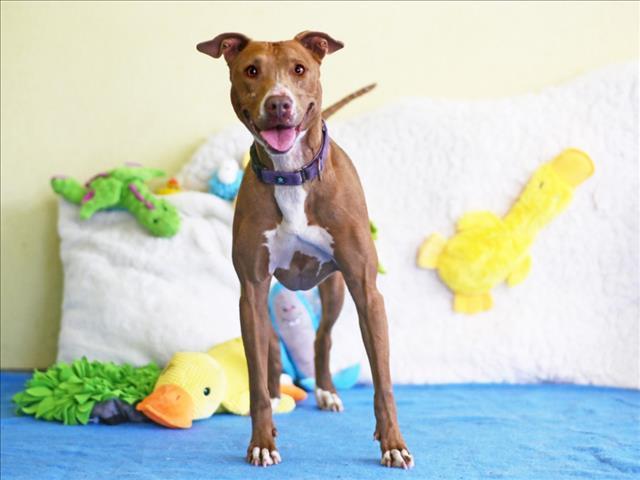 XENA, Adoptable, Senior Female Greyhound.