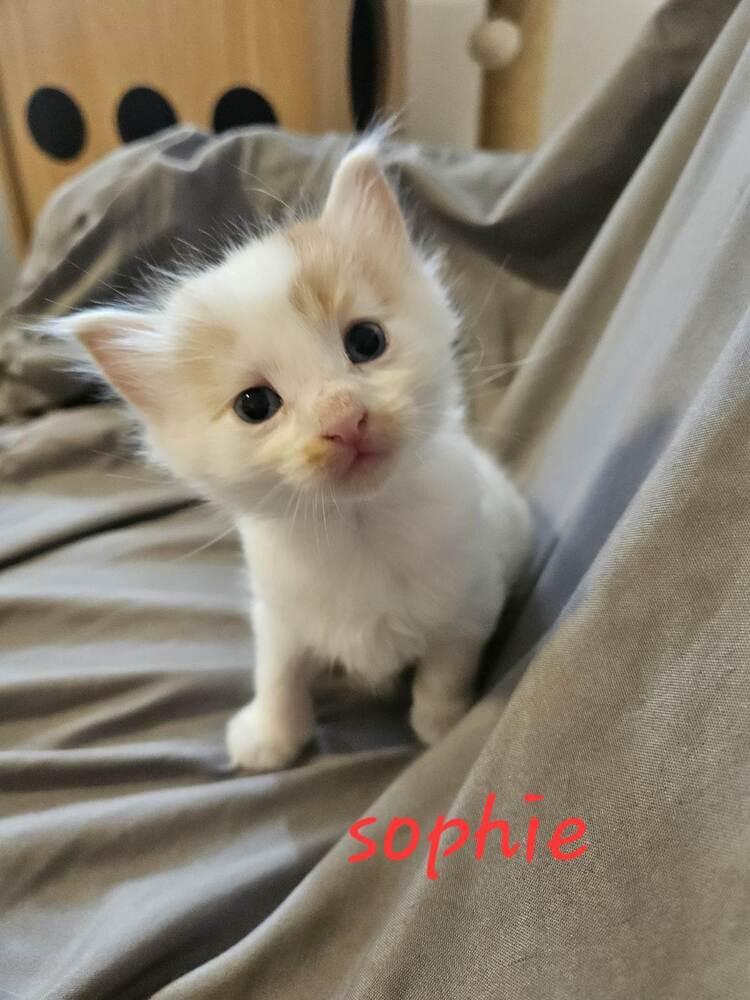 Sophie, Adoptable, Kitten Female Domestic Short Hair.
