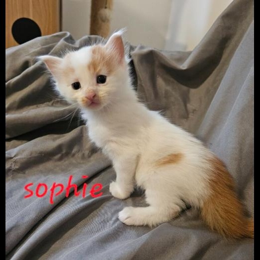 Sophie, a Adoptable Domestic Short Hair in Chalfont, PA image 2/4