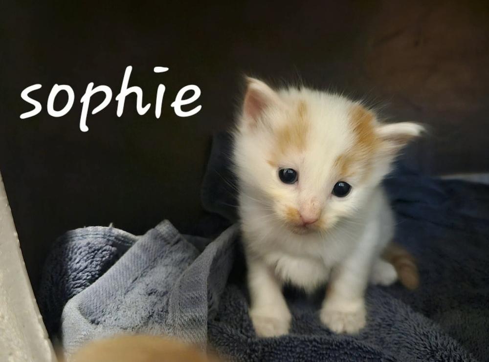 Sophie, a Adoptable Domestic Short Hair in Chalfont, PA image 3/4