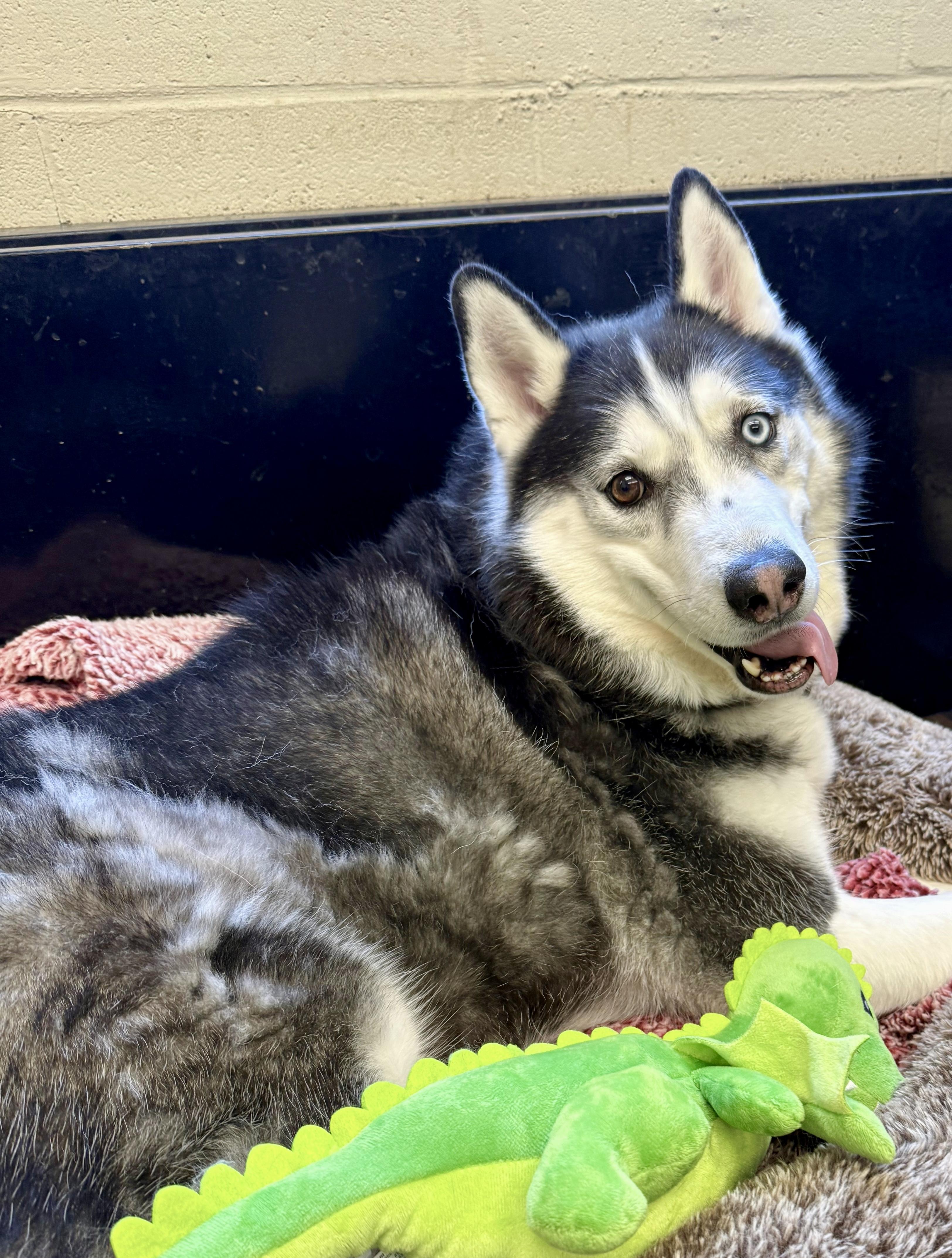 Enlarge Gordon , an adopted Siberian Husky in POTOMAC, MD image 3/5