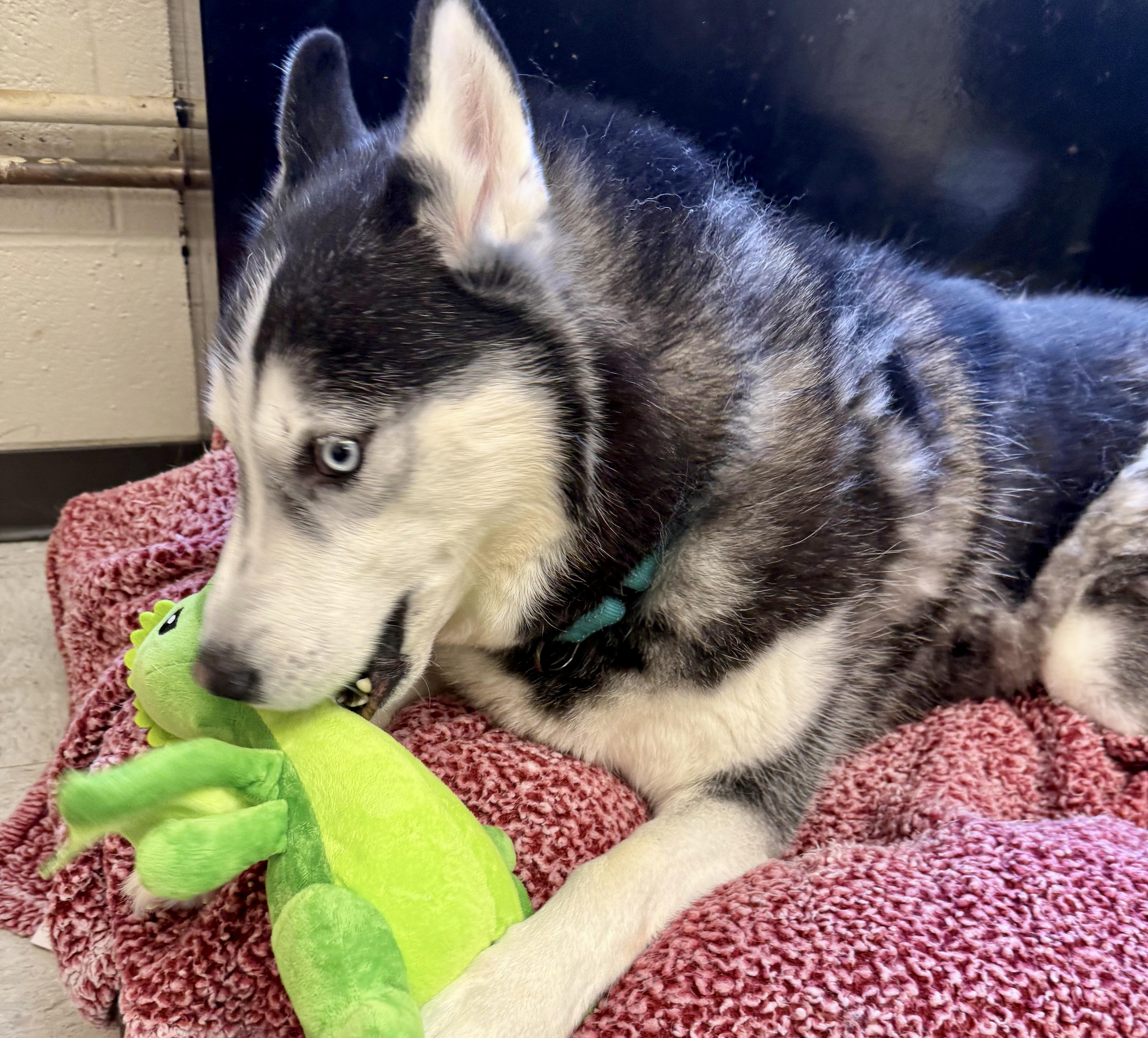 Enlarge Gordon , an adopted Siberian Husky in POTOMAC, MD image 5/5