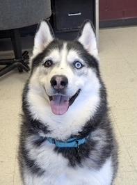 Enlarge Gordon , an adopted Siberian Husky in POTOMAC, MD image 1/5