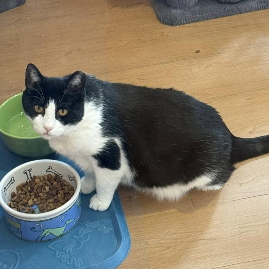 Juanita, Adoptable, Adult Female Domestic Short Hair.