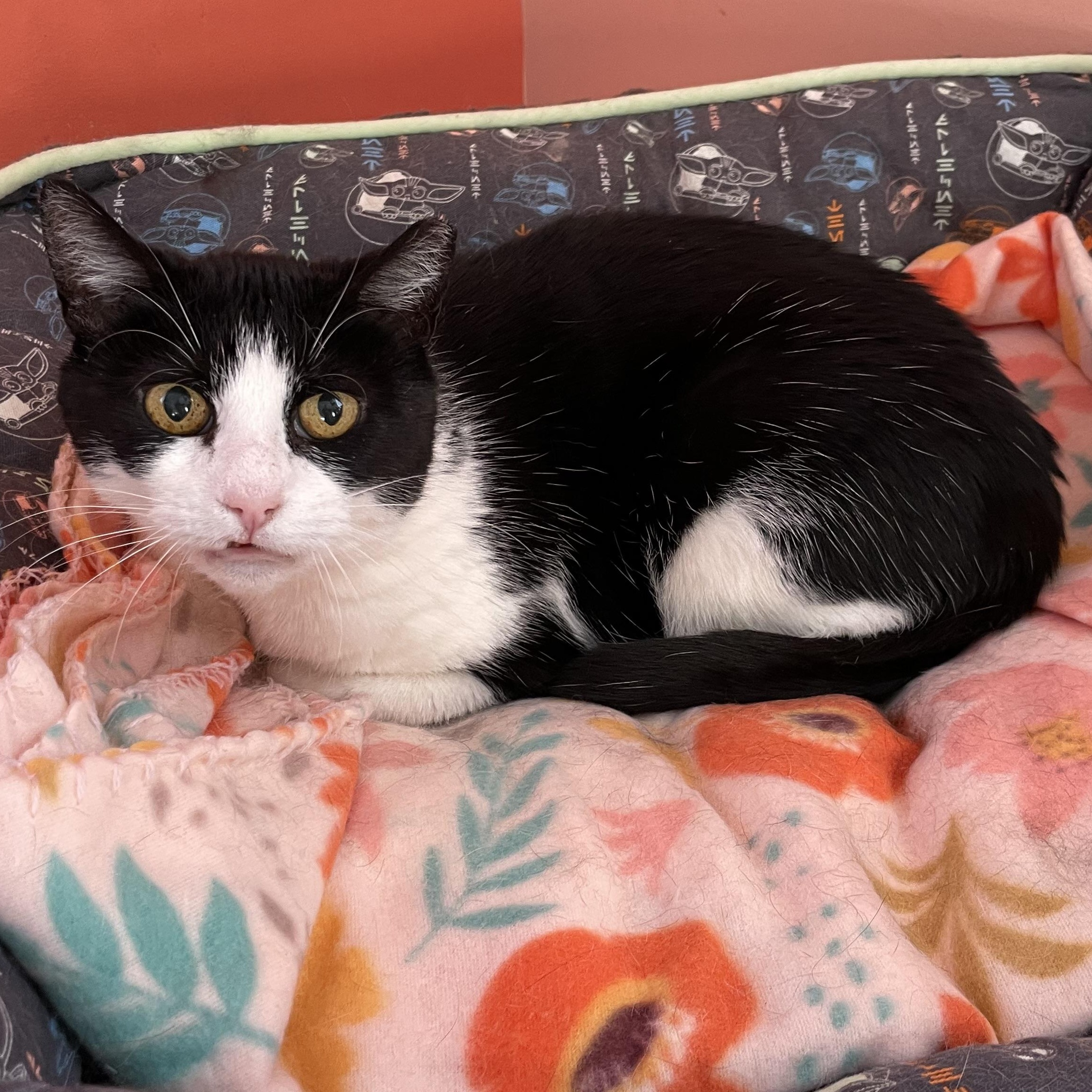 Enlarge Juanita, a Adoptable Domestic Short Hair in Wells, ME image 2/3