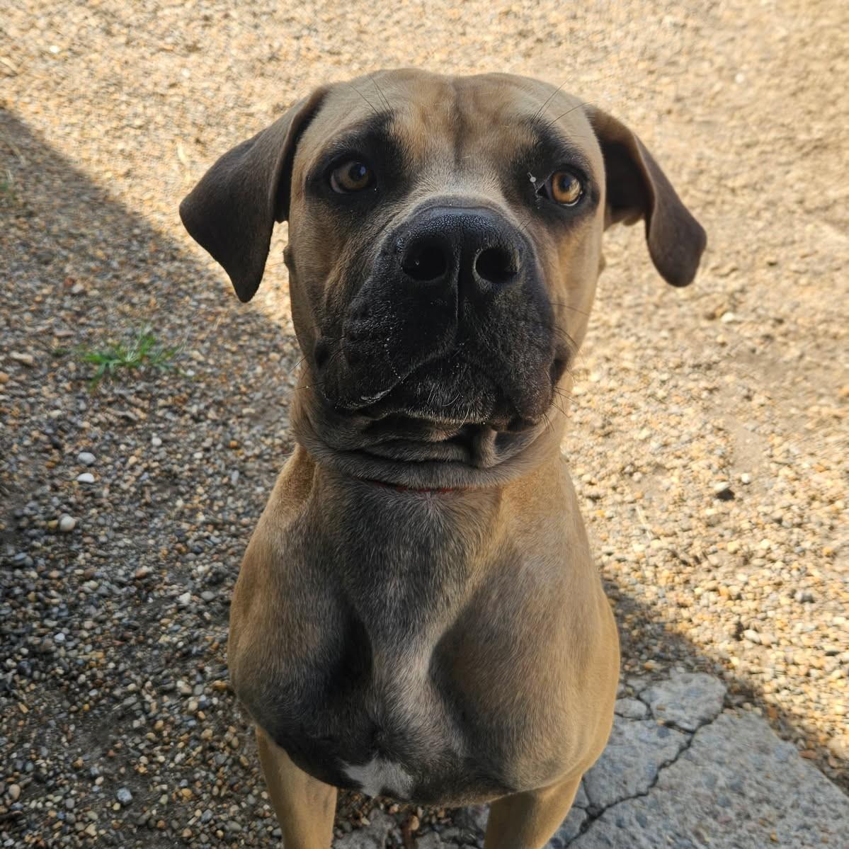 Jafar, Adoptable, Young Male Mastiff.