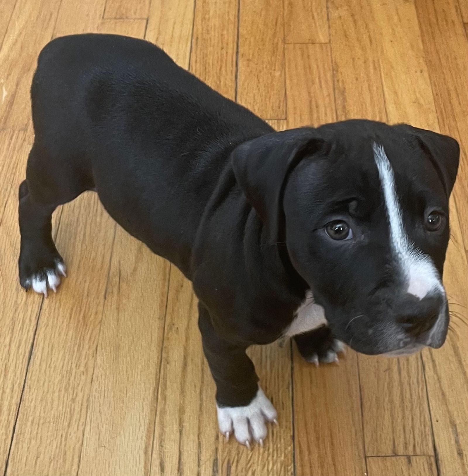 Apollo, Adopted, Puppy Male Pit Bull Terrier.