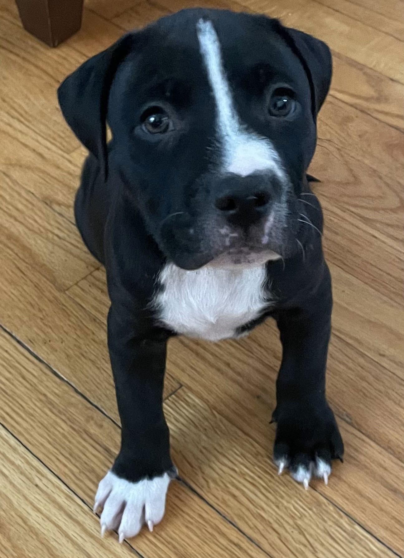 Enlarge Apollo, a Adopted Pit Bull Terrier in Belleville, MI image 2/3