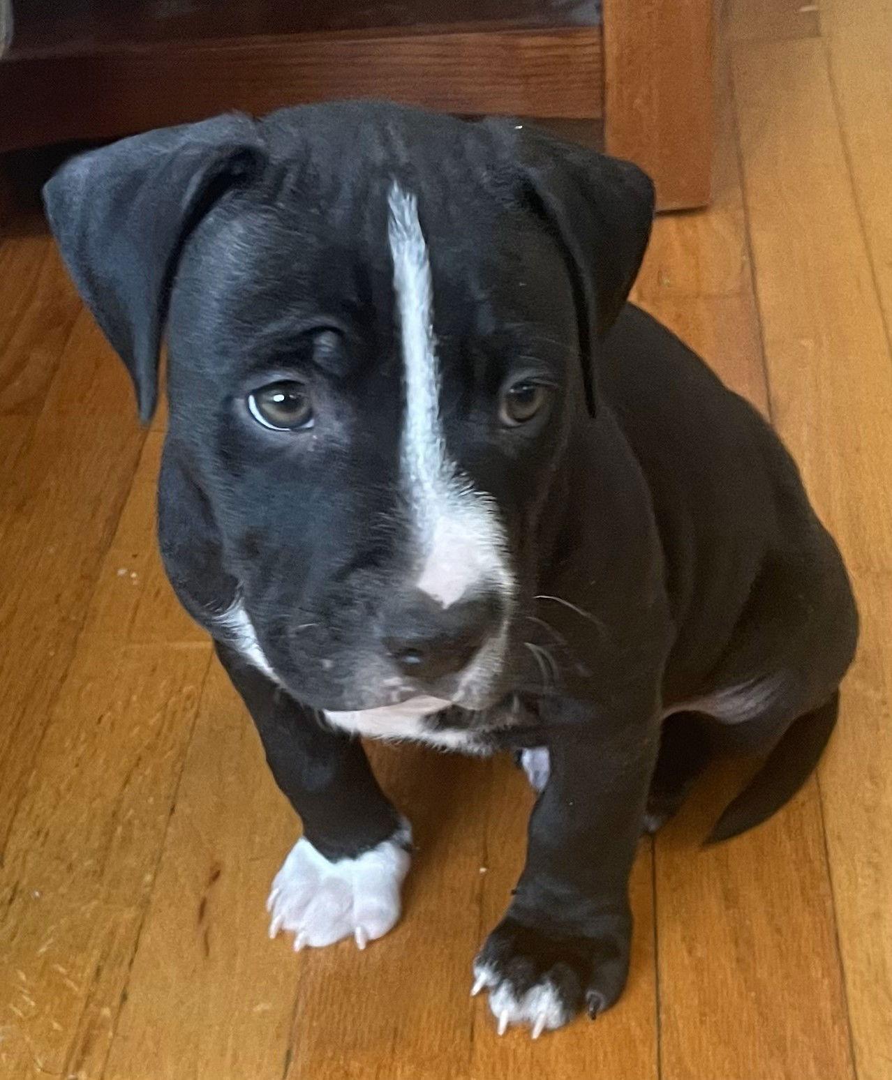 Enlarge Apollo, a Adopted Pit Bull Terrier in Belleville, MI image 3/3