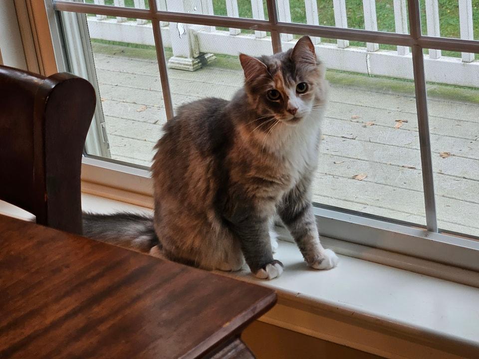 Enlarge Cali, a Adopted Dilute Calico in Magnolia, DE image 1/5