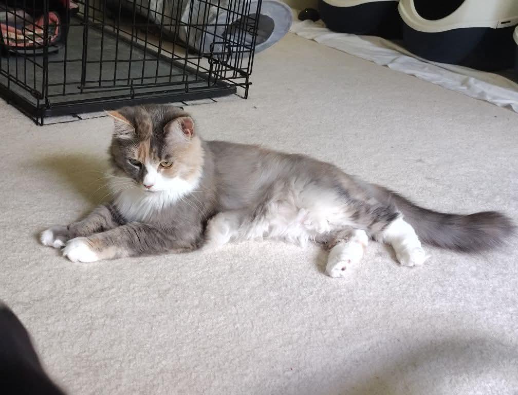 Enlarge Cali, a Adopted Dilute Calico in Magnolia, DE image 2/5
