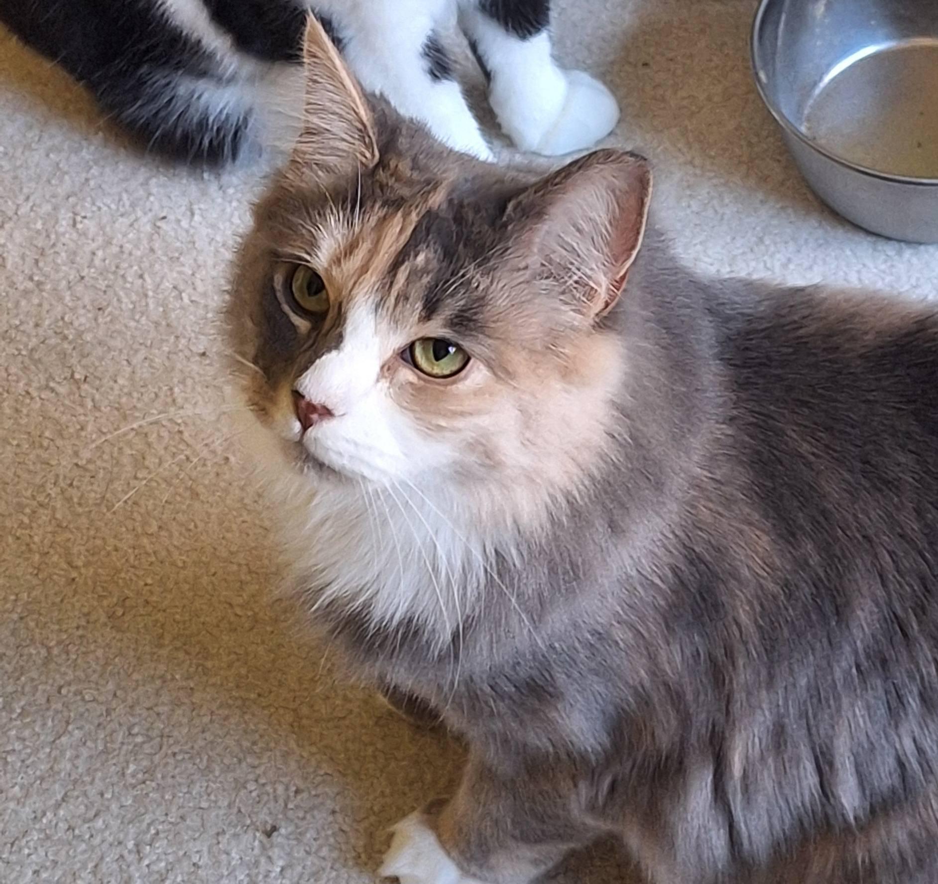 Enlarge Cali, a Adopted Dilute Calico in Magnolia, DE image 3/5