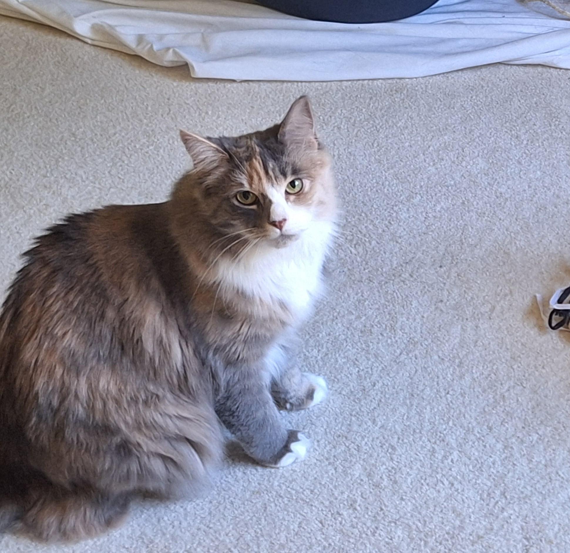 Enlarge Cali, a Adopted Dilute Calico in Magnolia, DE image 4/5