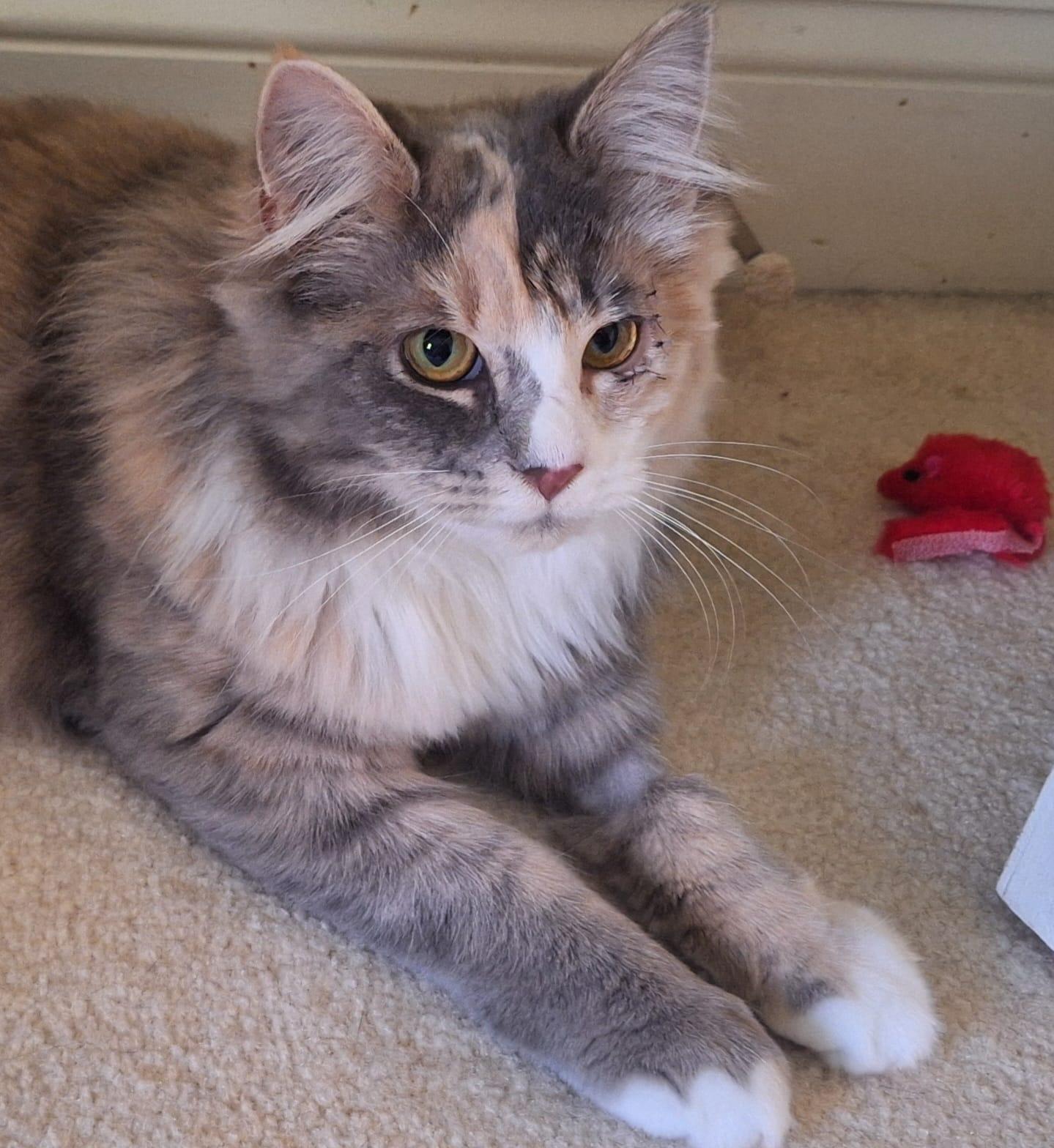 Enlarge Cali, a Adopted Dilute Calico in Magnolia, DE image 5/5