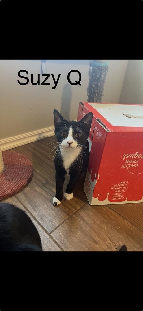 Suzy Q, Adoptable, Kitten Female Domestic Short Hair.