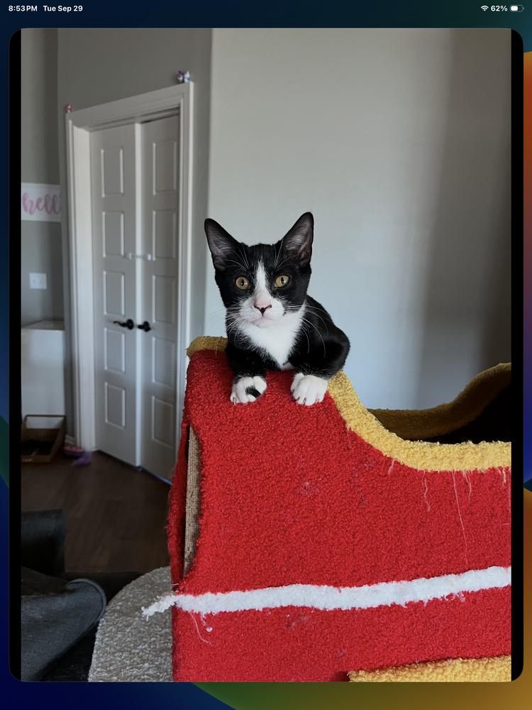 Suzy Q, Adoptable, Kitten Female Domestic Short Hair.