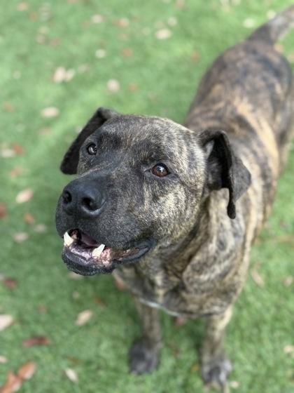 Nitro - 2, Adoptable, Adult Male Mastiff & Mixed Breed.