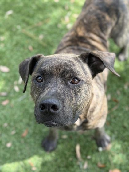 Enlarge Nitro - 2, a Adoptable mixed breed in Daytona Beach, FL image 2/2