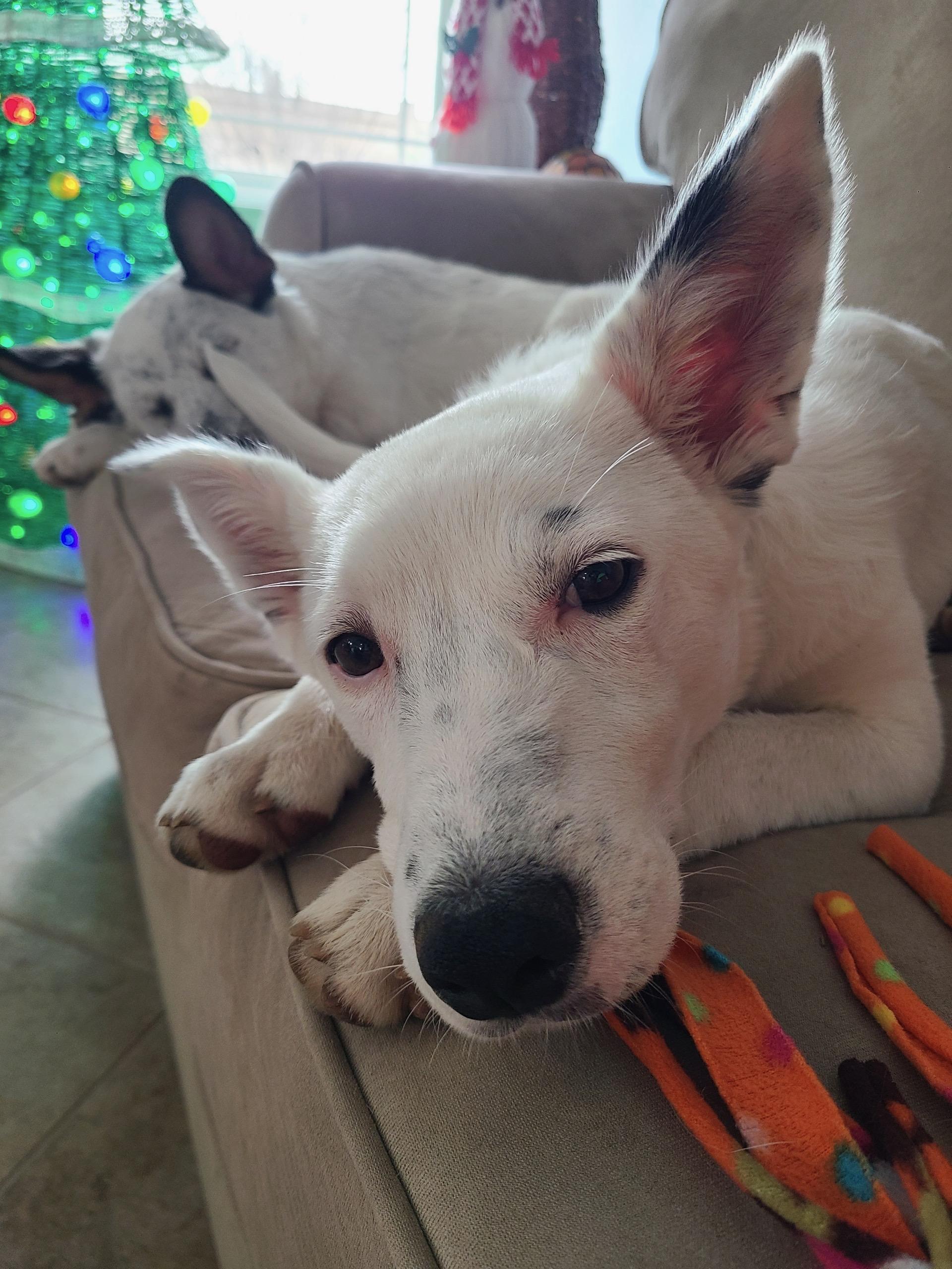 Sammie