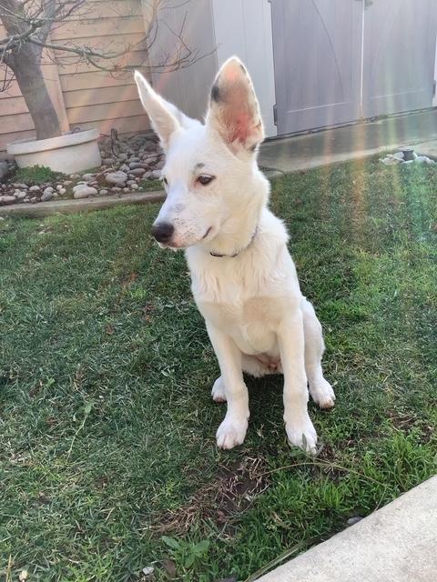 Sammie