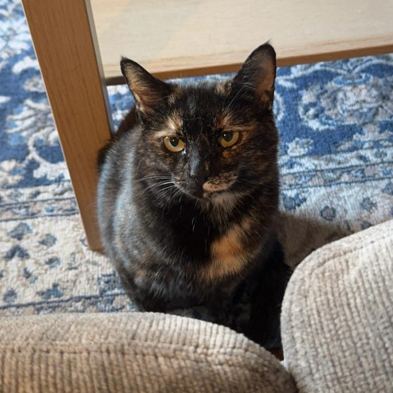 Corduroy, a Adoptable Domestic Short Hair in Richmond, KY image 3/6