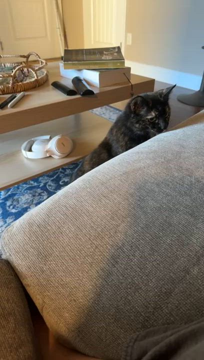 Enlarge Corduroy, a Adoptable Domestic Short Hair in Richmond, KY video 6/6