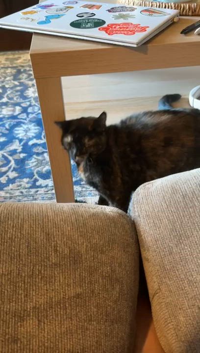 Enlarge Corduroy, a Adoptable Domestic Short Hair in Richmond, KY video 5/6