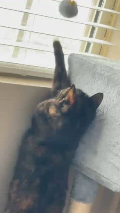 Enlarge Corduroy, a Adoptable Domestic Short Hair in Richmond, KY video 4/6