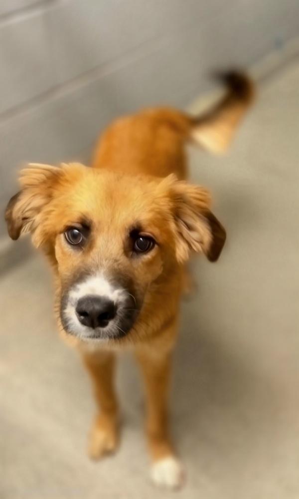 Bowser, Adoptable, Young Male Golden Retriever & Shepherd.