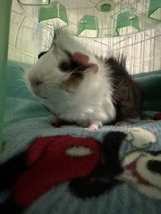 Tepig, Adult Male unknown
