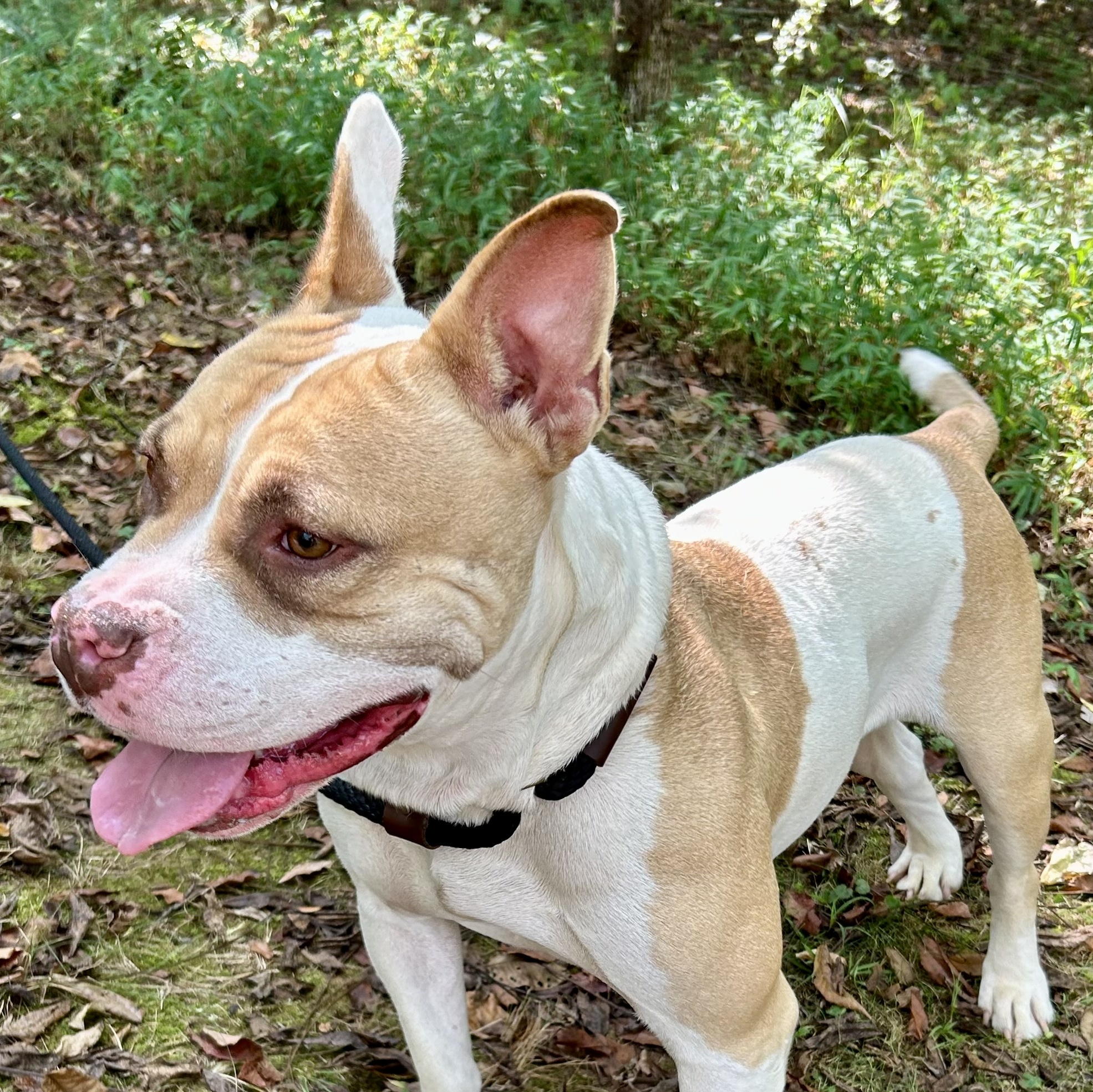 Daisy 5