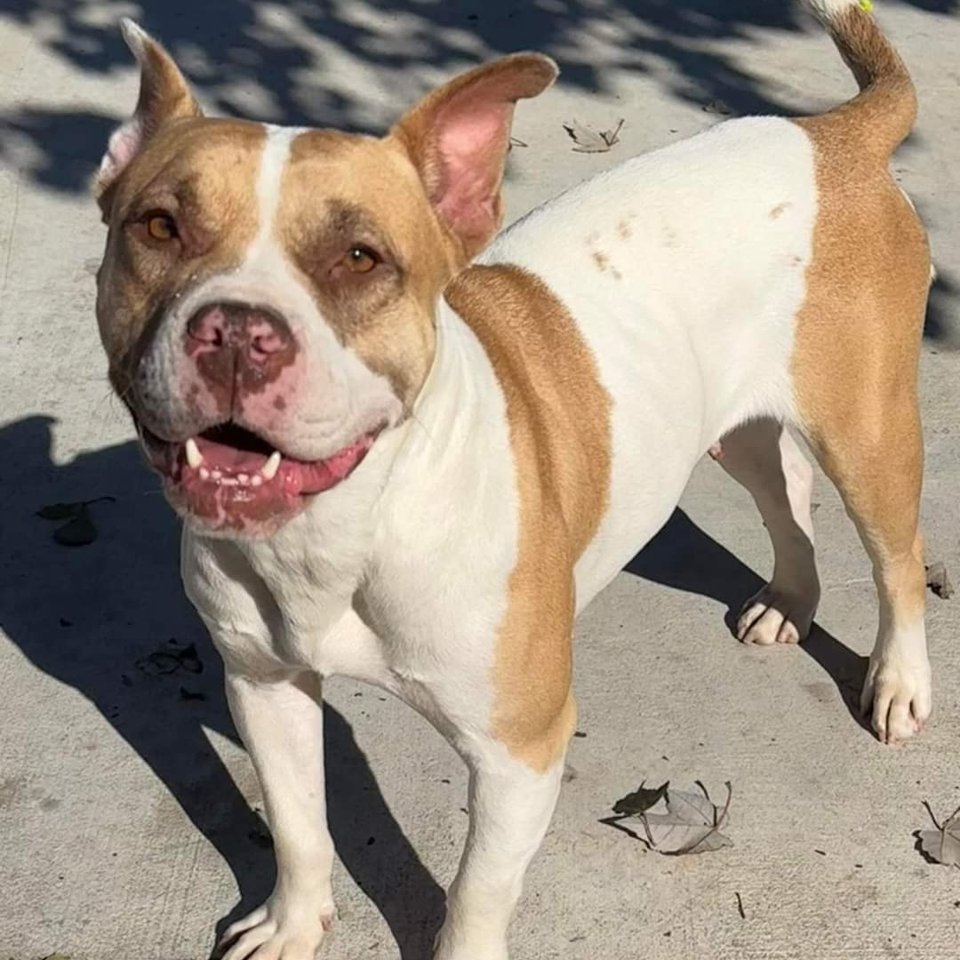 Daisy