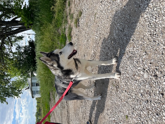 Skye, an adopted Siberian Husky in Pawnee City, NE image 3/4