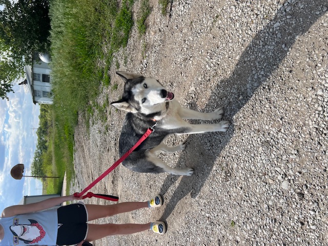 Skye, adopted, Young Female Siberian Husky.