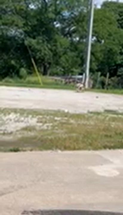 Enlarge Skye, an adopted Siberian Husky in Pawnee City, NE video 4/4