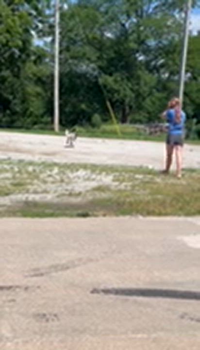Enlarge Skye, an adopted Siberian Husky in Pawnee City, NE video 2/4