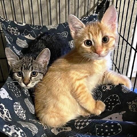 Fred, adopted, Kitten Male Tabby.