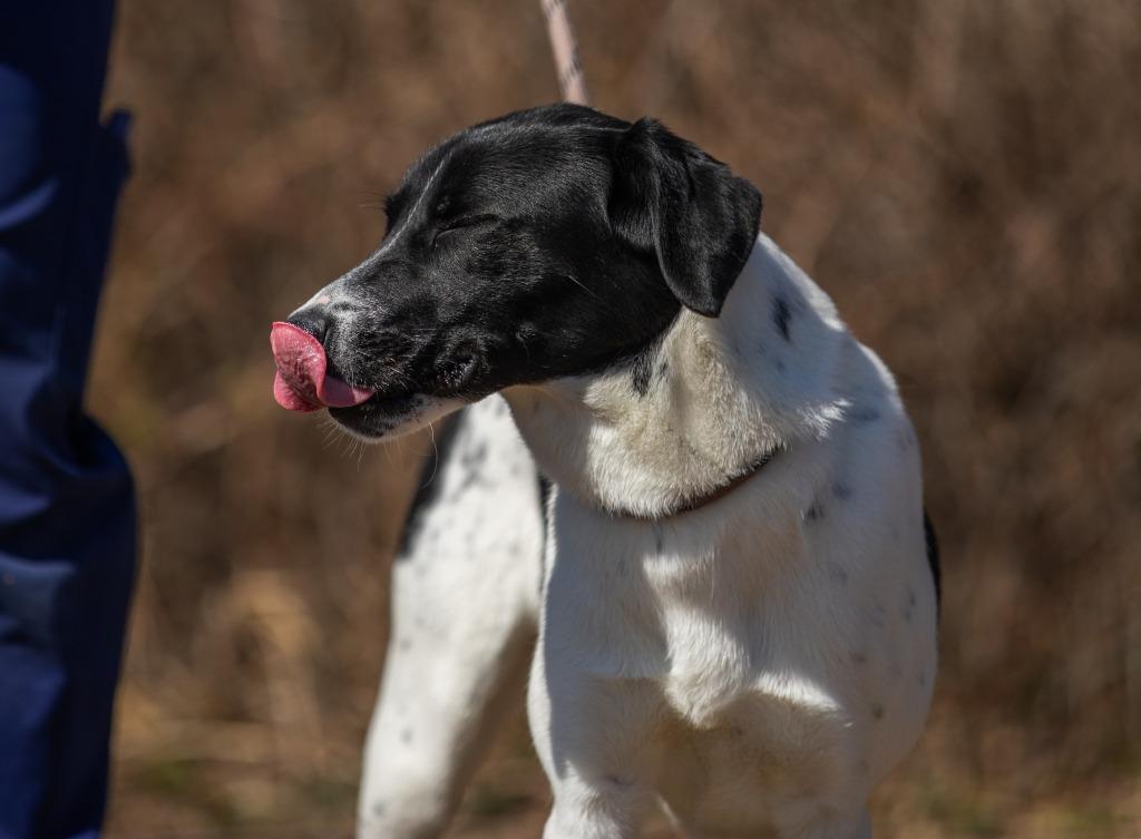 Tamara, a Adoptable mixed breed in Murphysboro, IL image 1/6