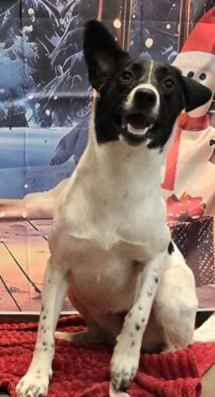 Tamara, a Adoptable mixed breed in Murphysboro, IL image 2/6