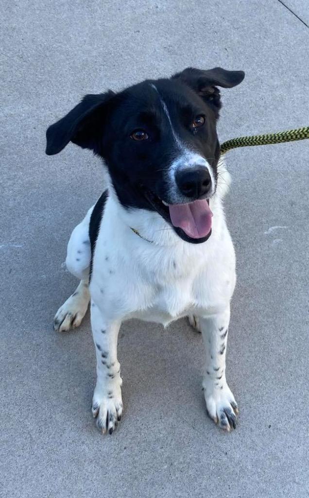 Tamara, a Adoptable mixed breed in Murphysboro, IL image 3/6