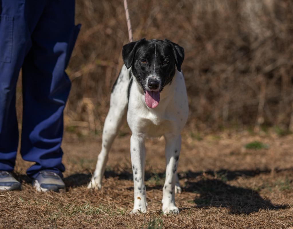Tamara, a Adoptable mixed breed in Murphysboro, IL image 4/6